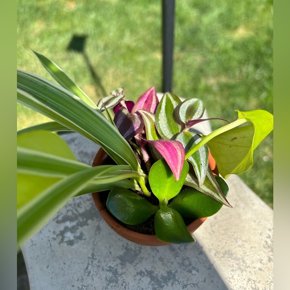 Plants bundle - Picture 3 of 4